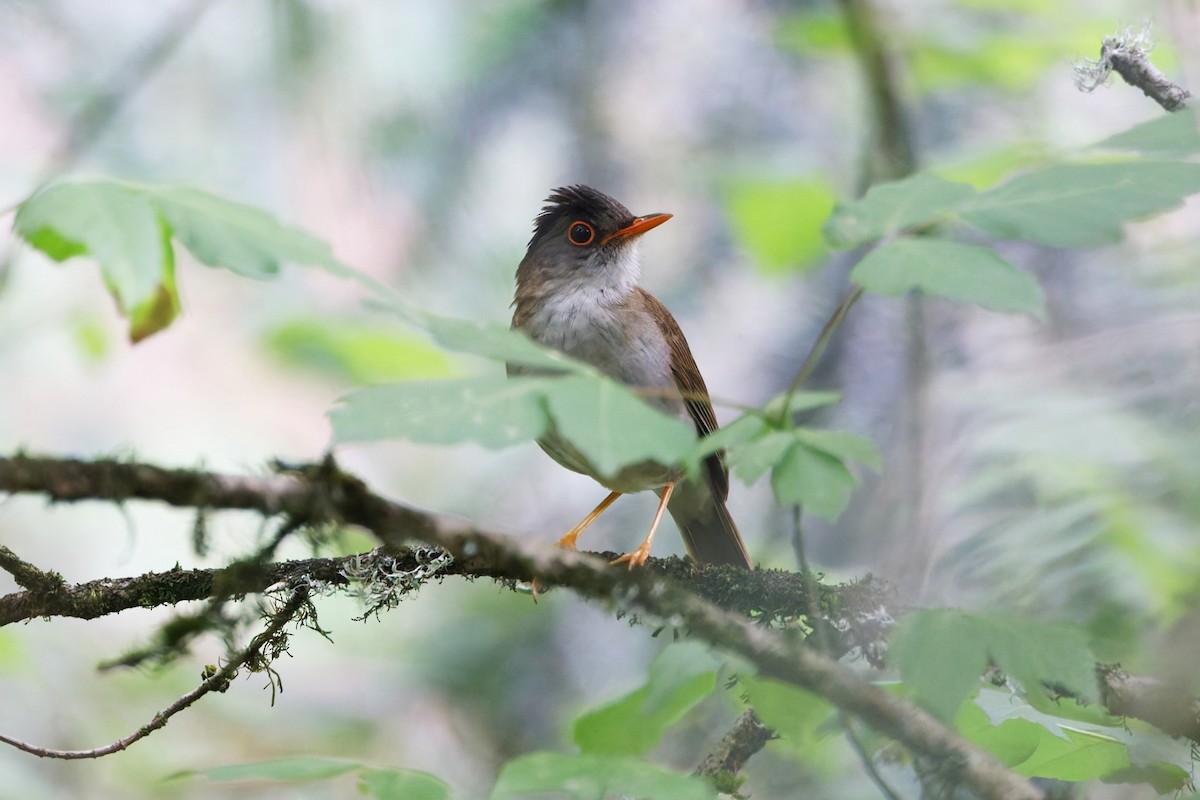Black-headed Nightingale-Thrush - ML639939913