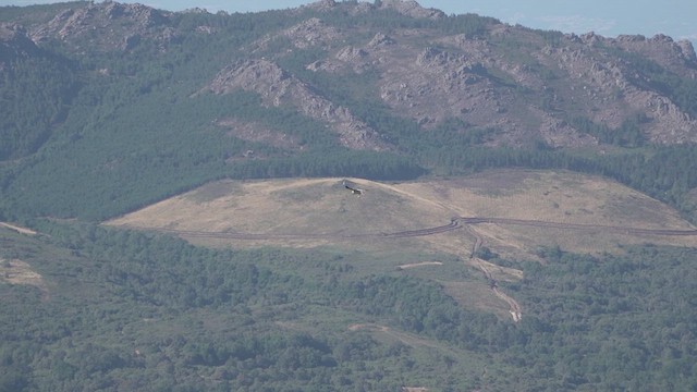 Hen Harrier - ML639939921