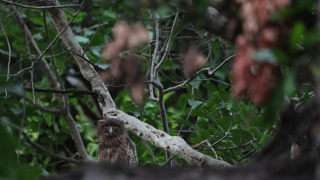 Brown Fish-Owl - ML639940002