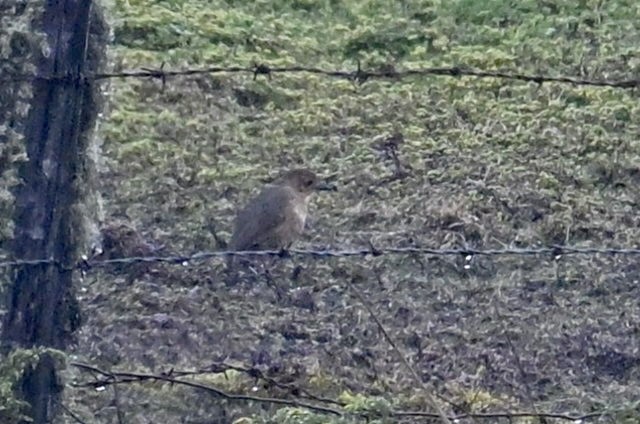 Boyaca Antpitta - ML639940007
