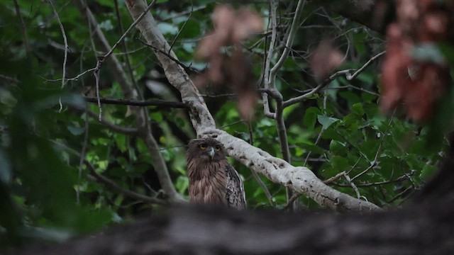 Brown Fish-Owl - ML639940013