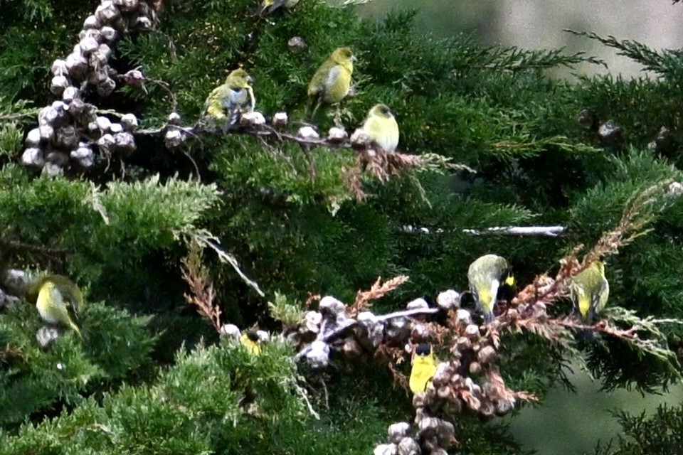 Andean Siskin - ML639940024