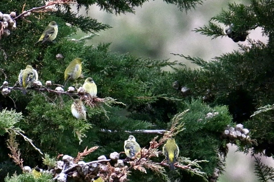 Andean Siskin - ML639940025