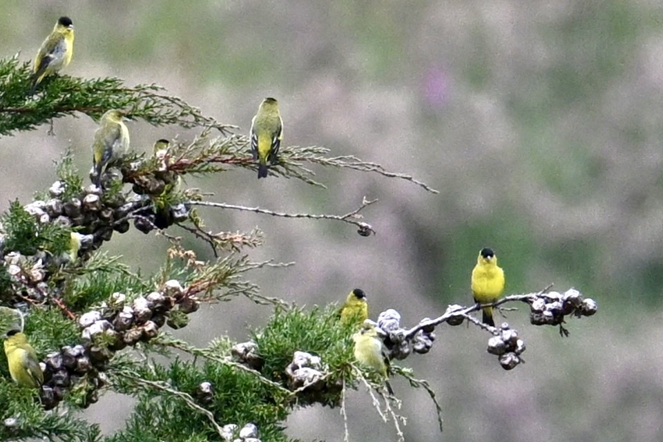 Andean Siskin - ML639940026