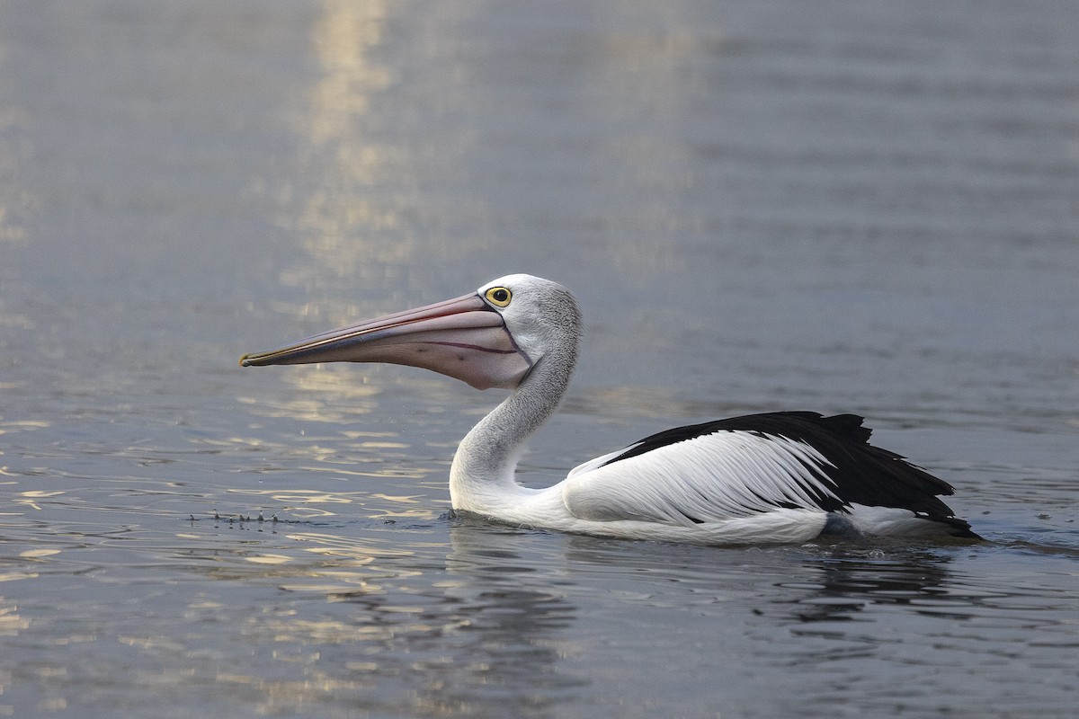 Australian Pelican - ML639940031
