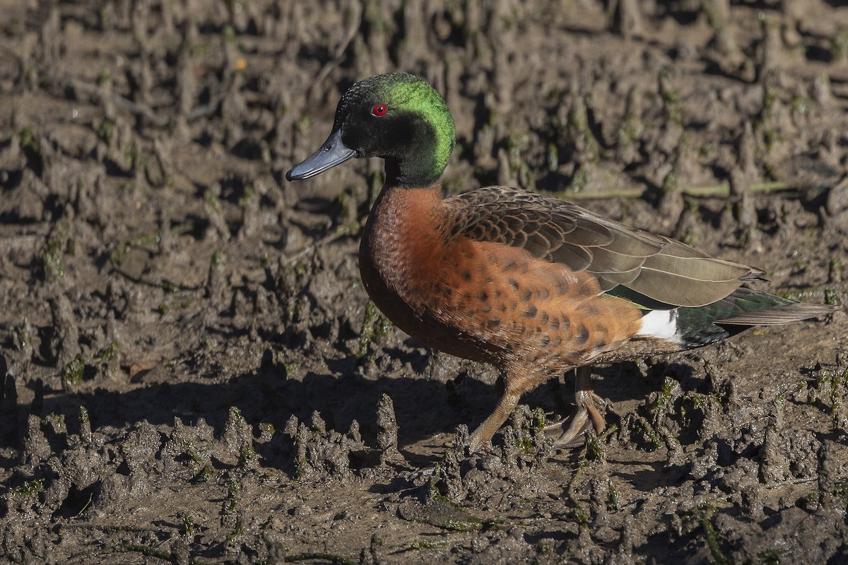 Chestnut Teal - ML639940050