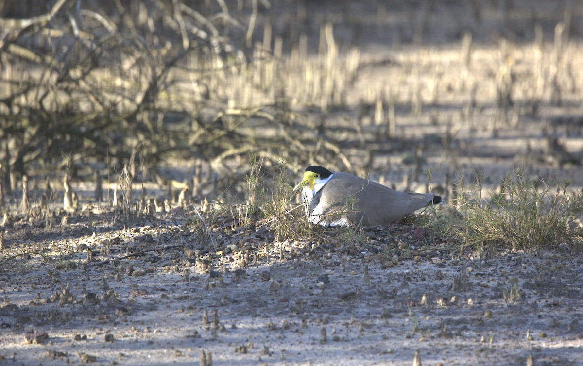 Masked Lapwing - ML639940071