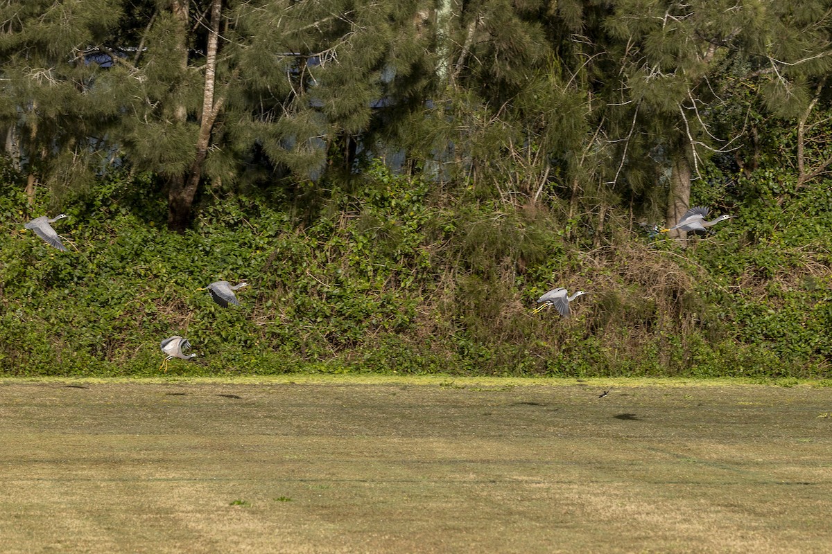 White-faced Heron - ML639940078