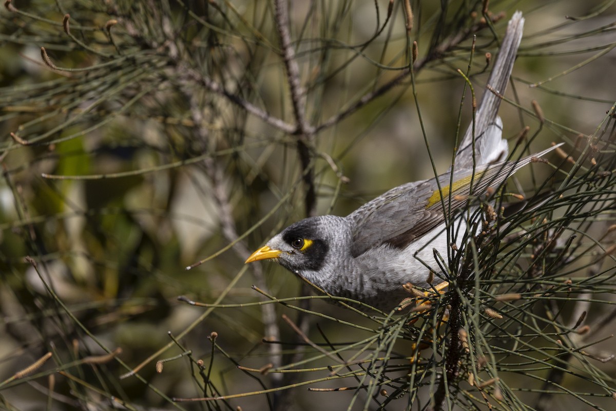 Noisy Miner - ML639940079