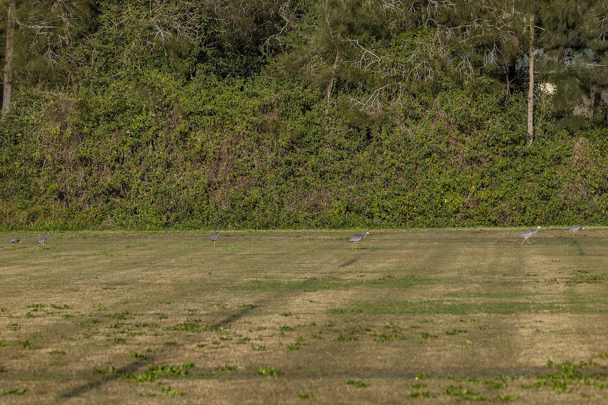 White-faced Heron - ML639940102