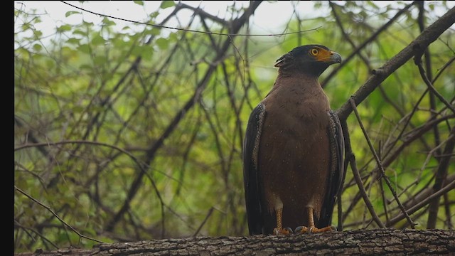 Crested Serpent-Eagle - ML639940115