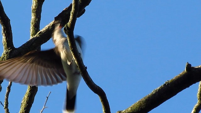 Eastern Kingbird - ML639940123