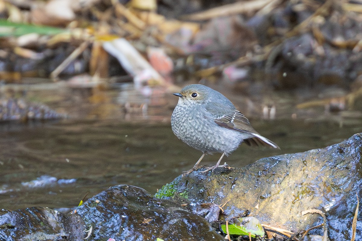 Plumbeous Redstart - ML639940127