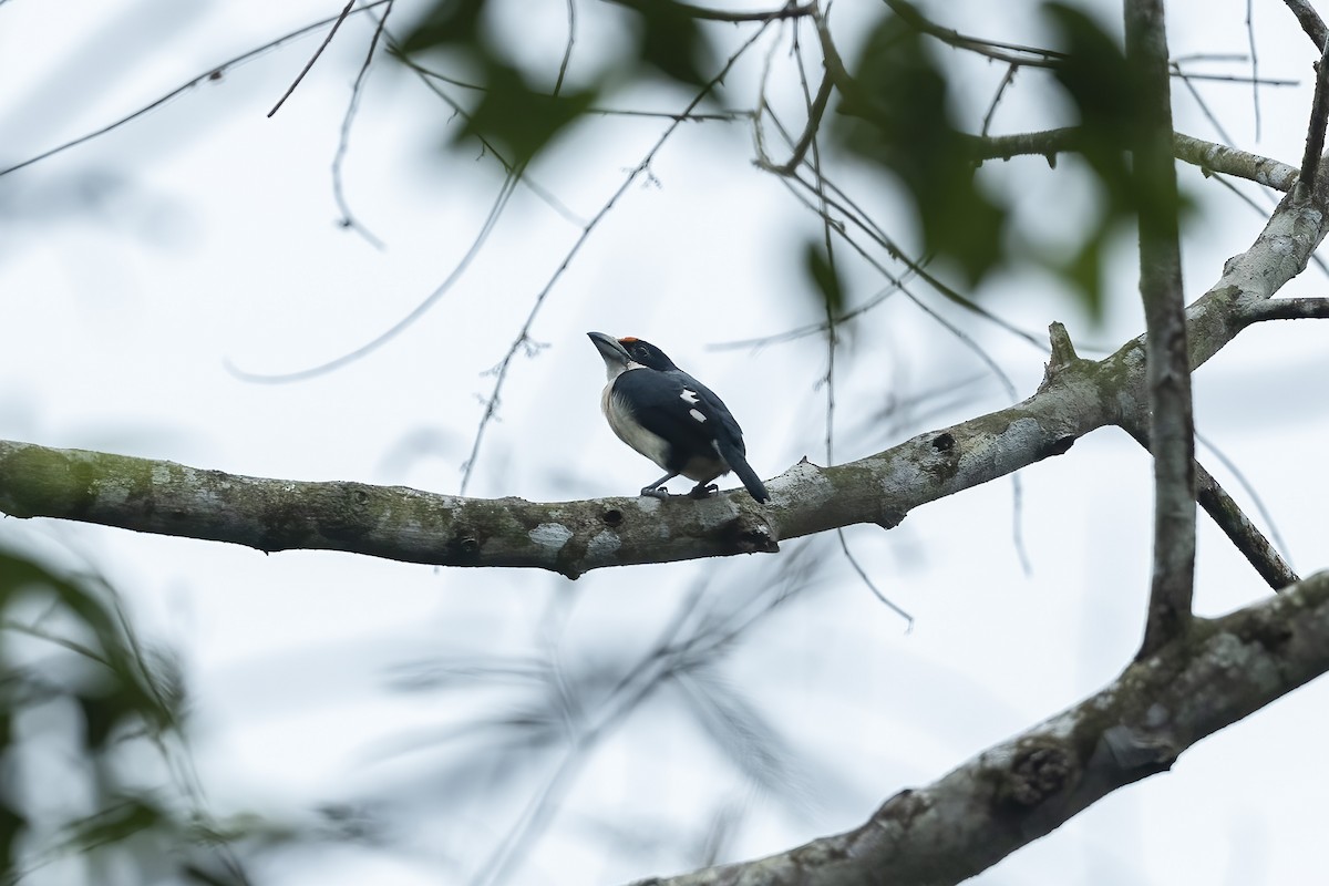 Orange-fronted Barbet - ML639940134