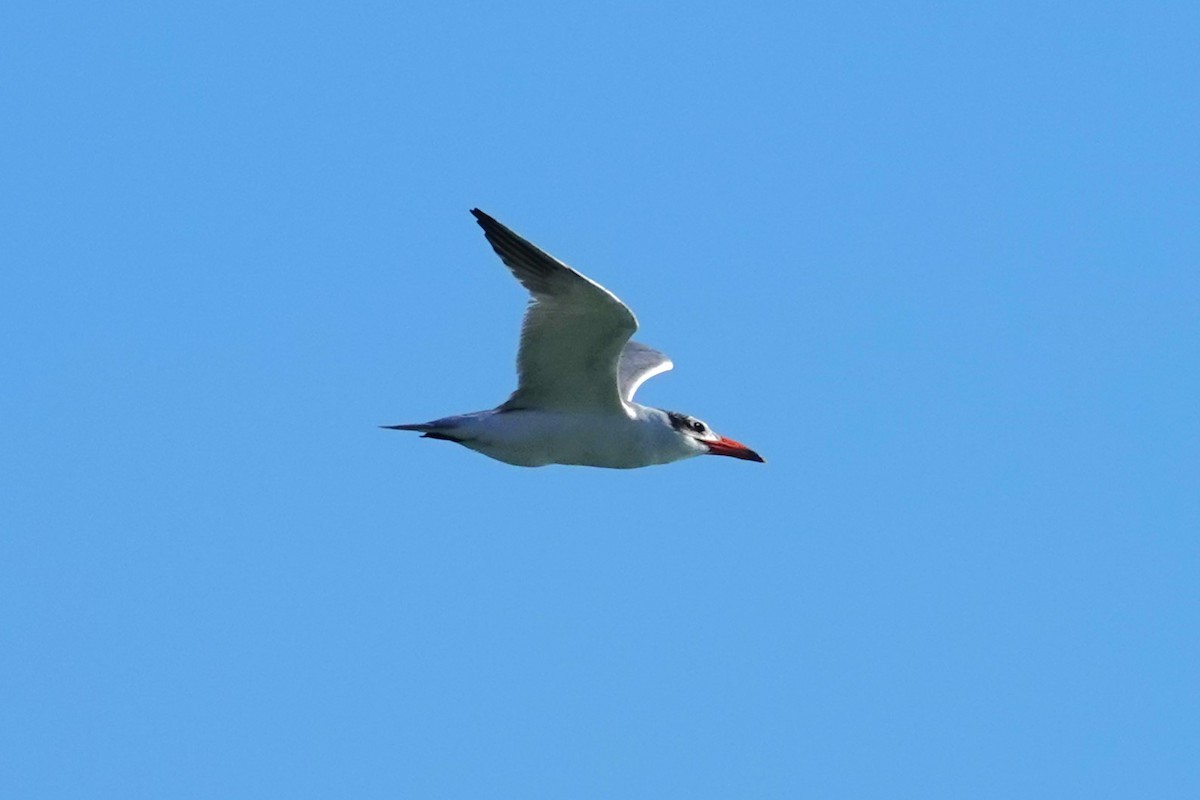 Caspian Tern - ML639940150