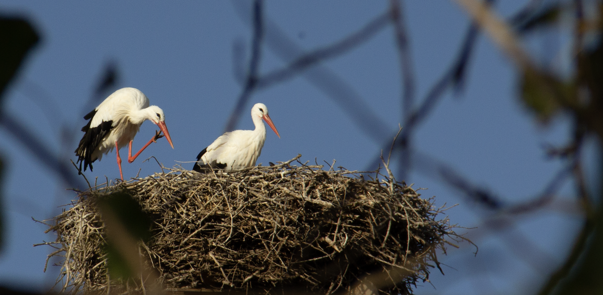 White Stork - ML639940171