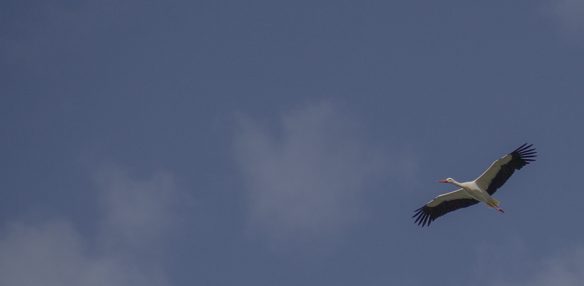 White Stork - ML639940174