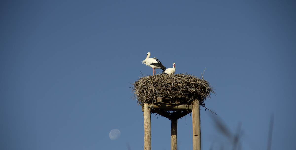 White Stork - ML639940184