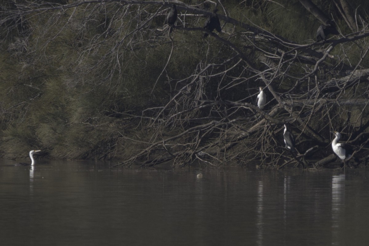 Pied Cormorant - ML639940198