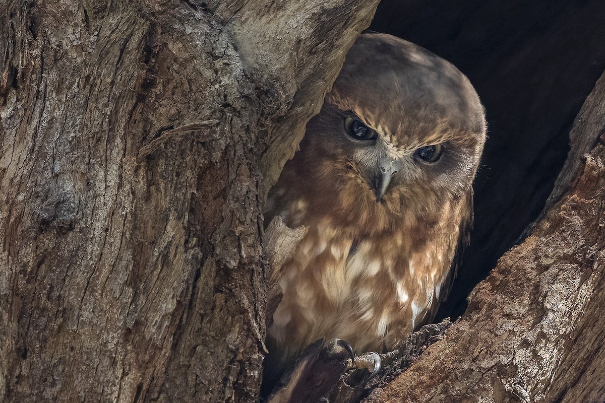 Australian Boobook - ML639940258