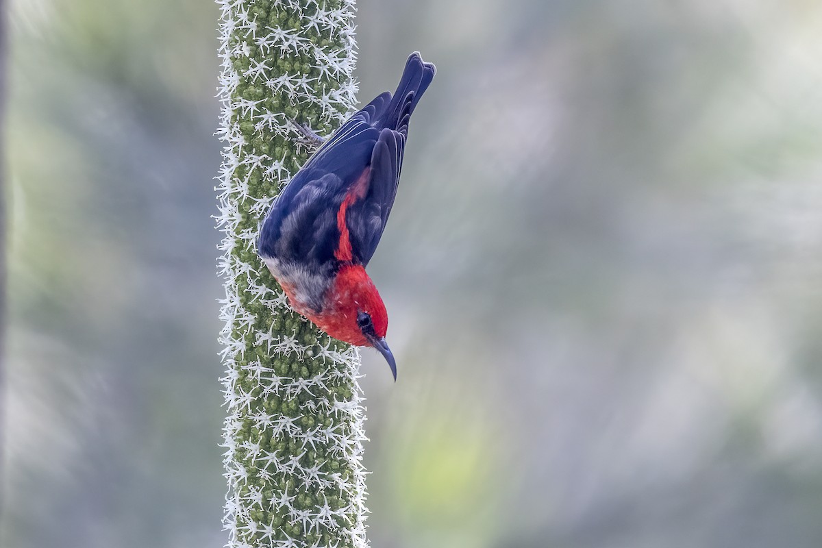 Scarlet Myzomela - ML639940262