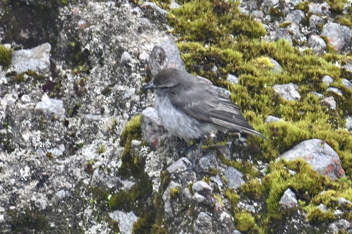 Plain-capped Ground-Tyrant - ML639940271