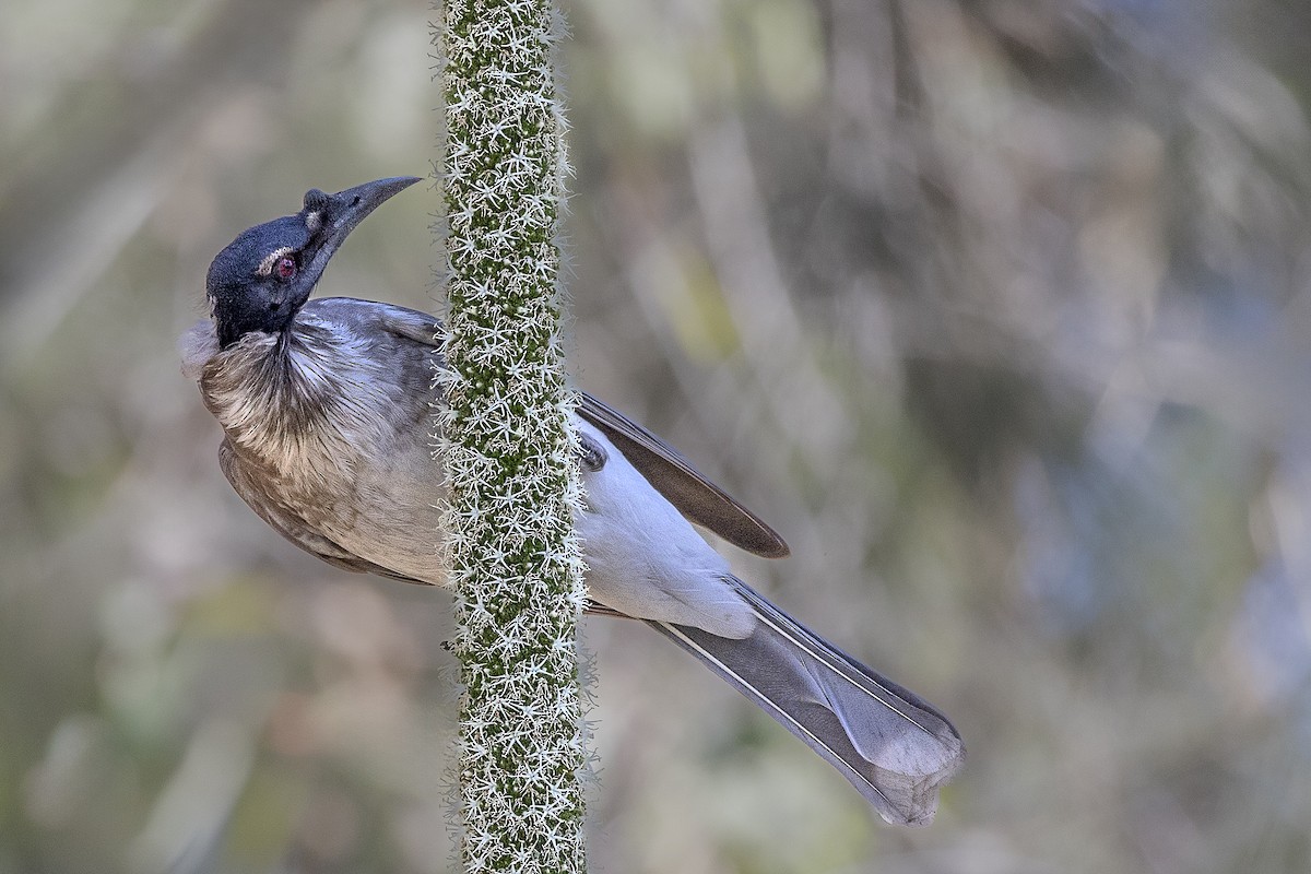 Noisy Friarbird - ML639940273