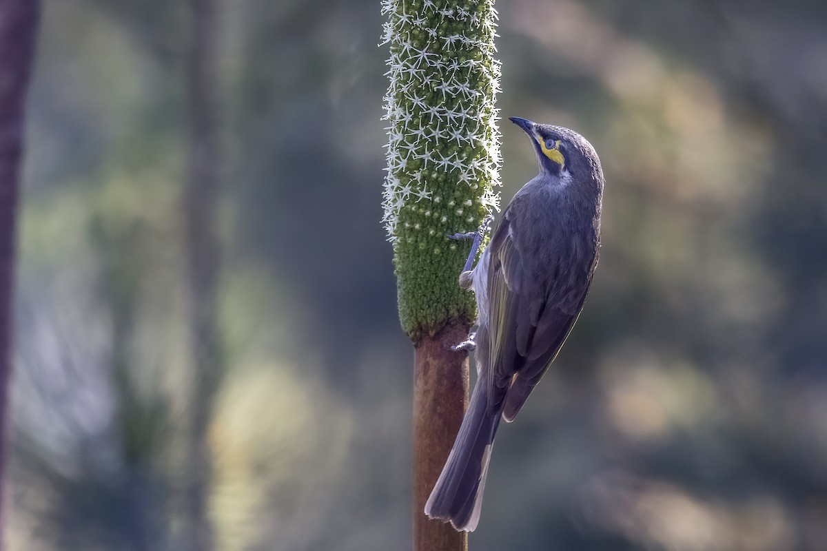 Yellow-faced Honeyeater - ML639940283