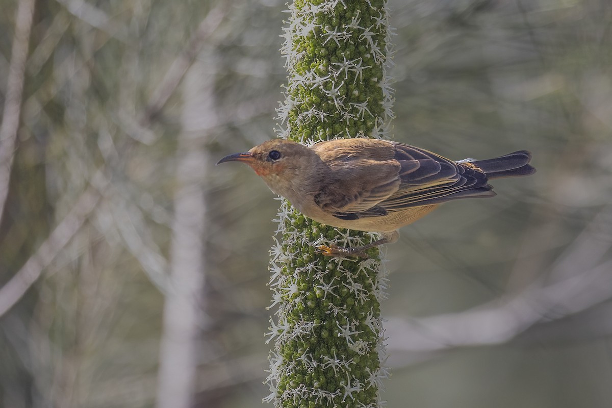 Scarlet Myzomela - ML639940295