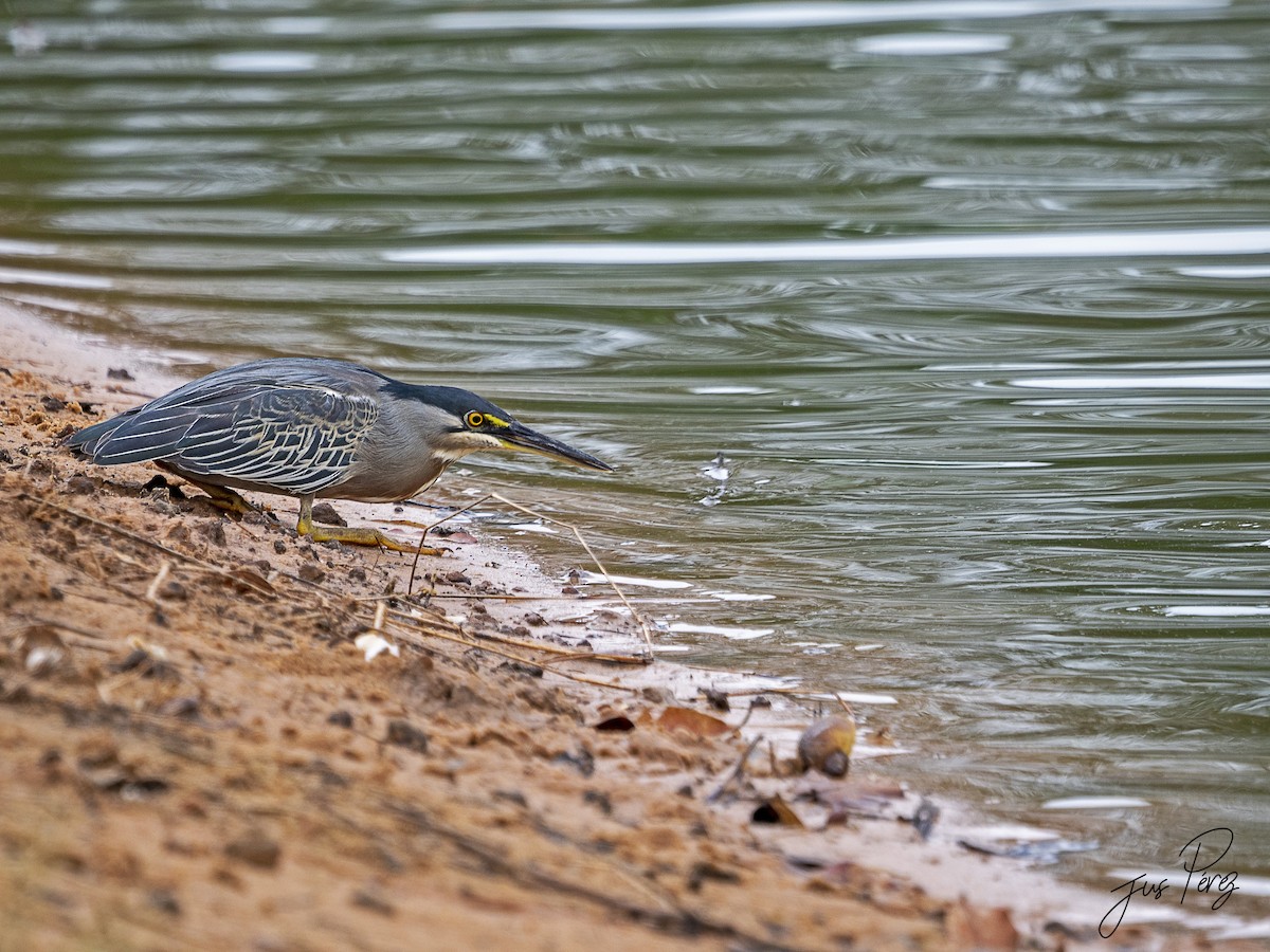 Striated Heron (South American) - ML639940304