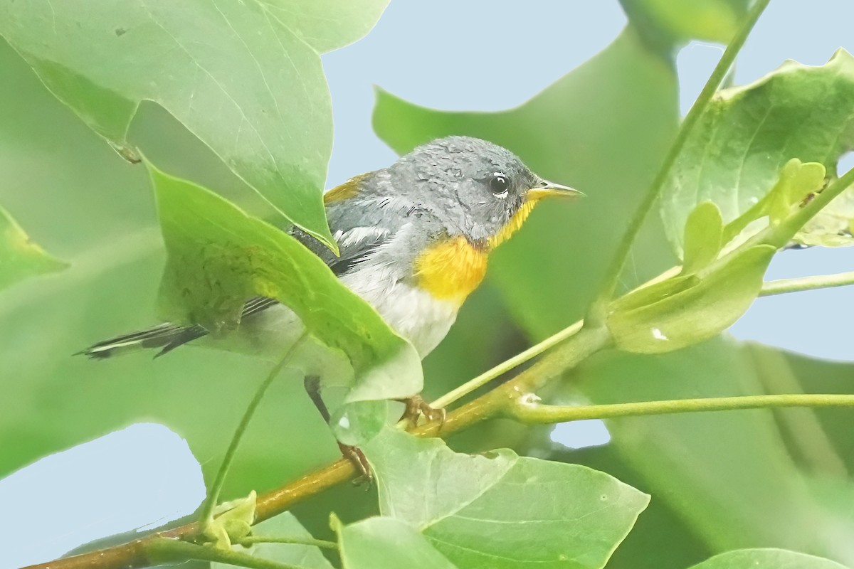 アサギアメリカムシクイ - ML639940454