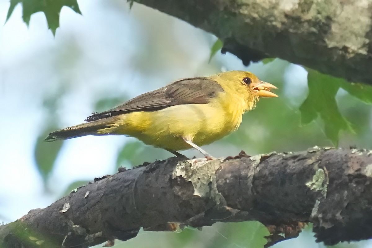 アカフウキンチョウ - ML639940470