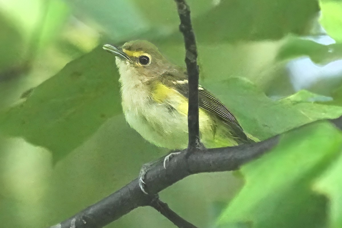 メジロモズモドキ - ML639940477