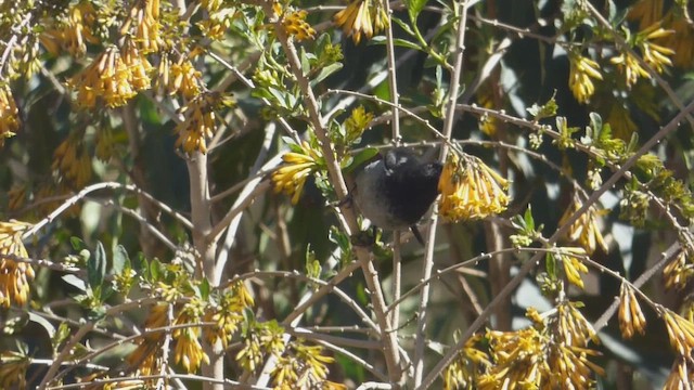 Gray-bellied Flowerpiercer - ML639940485