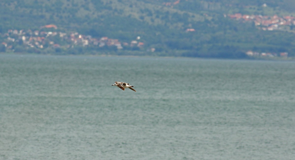 Gaviota Patiamarilla - ML639940507