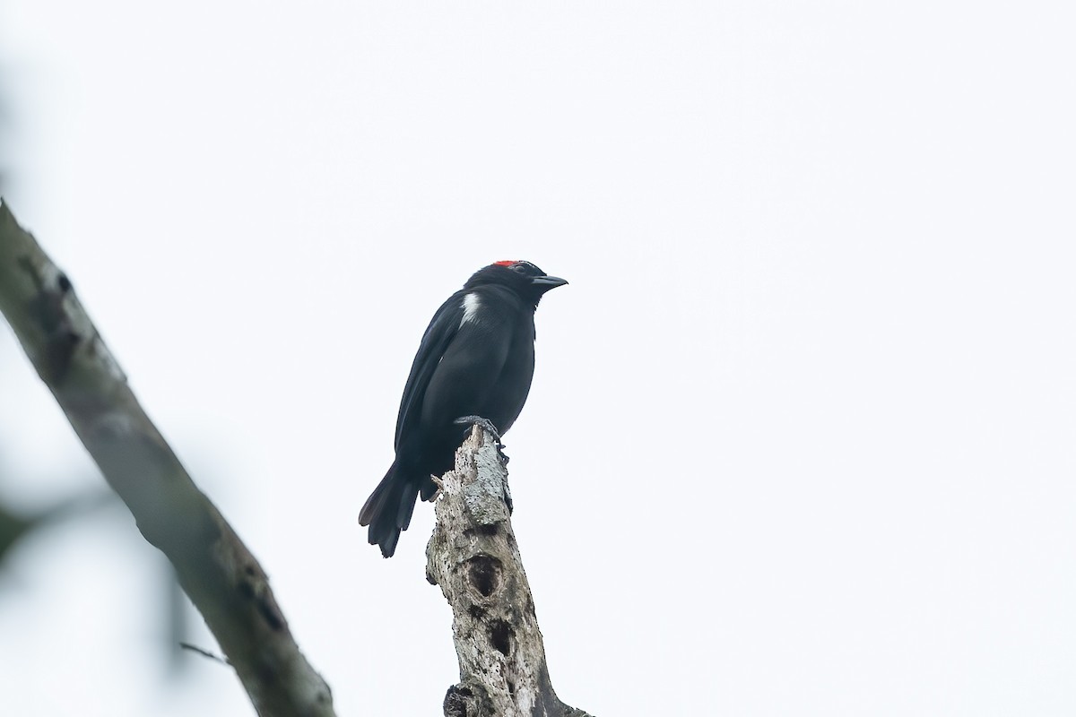 Scarlet-browed Tanager - ML639940538
