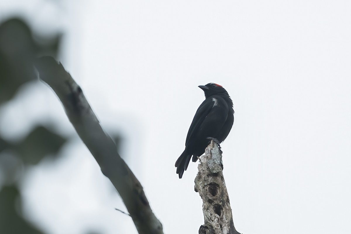 Scarlet-browed Tanager - ML639940539