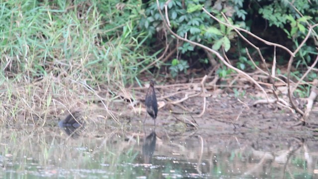 Black Bittern - ML639940564
