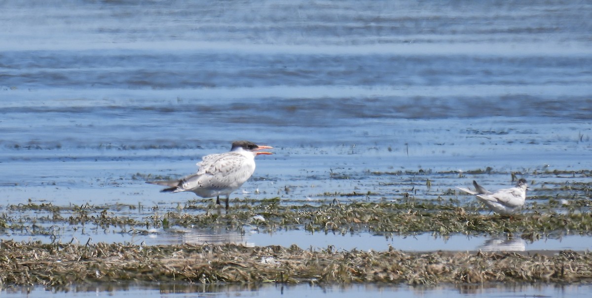 Caspian Tern - ML639940643