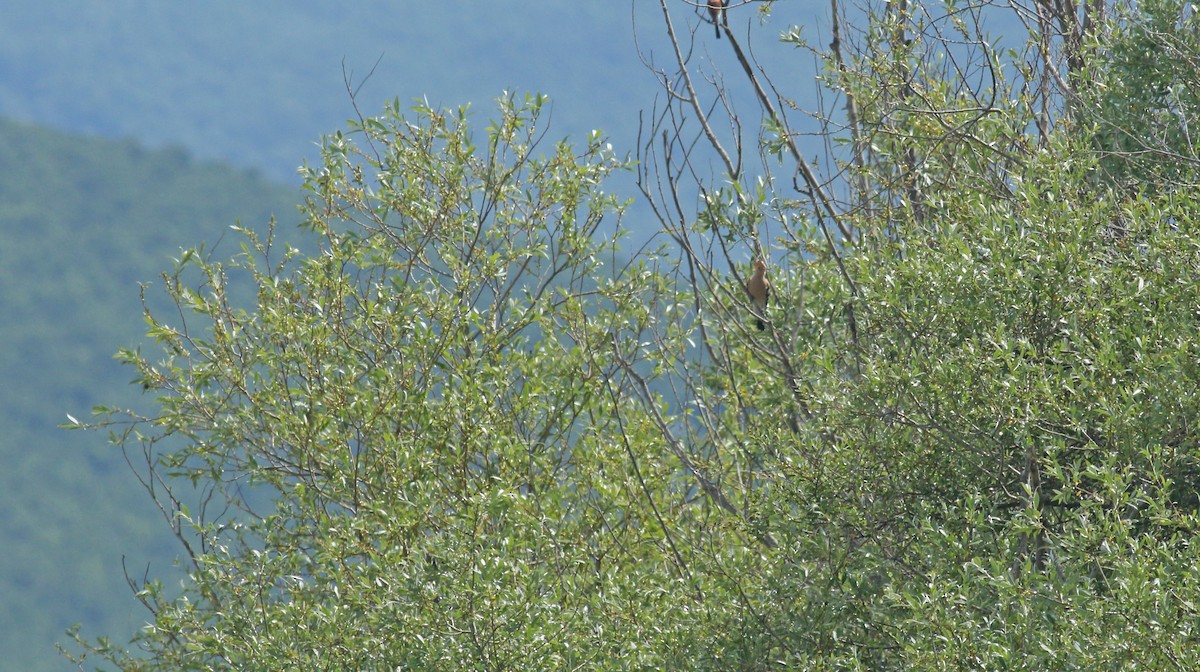 Abubilla Común - ML639940675