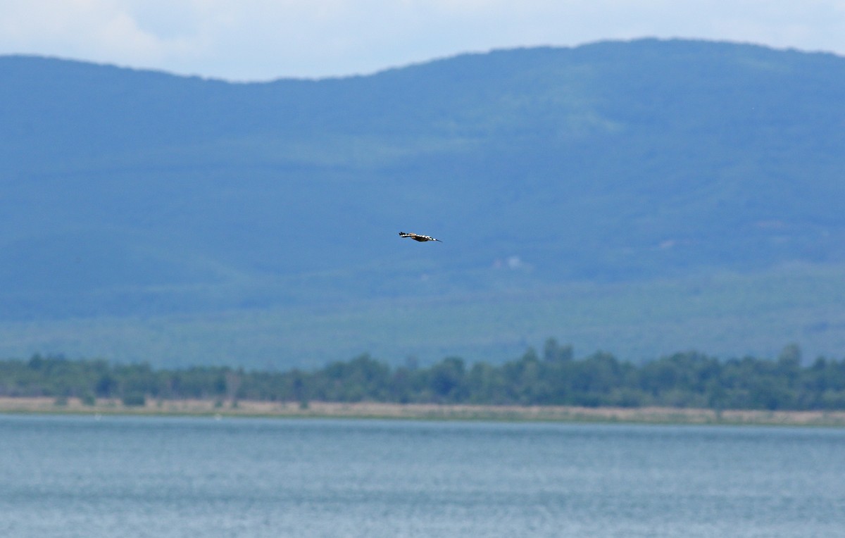 Abubilla Común - ML639940677