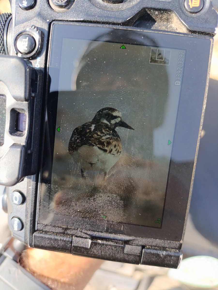 steinvender - ML639940699