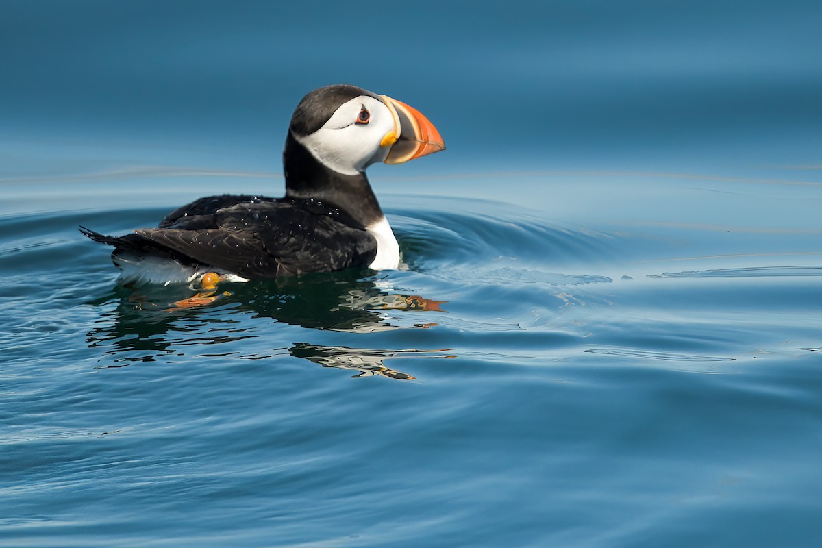 Atlantic Puffin - ML639940833