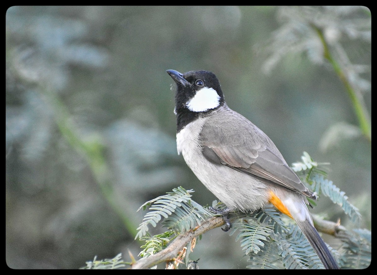 Bulbul belarrizuria - ML639940837
