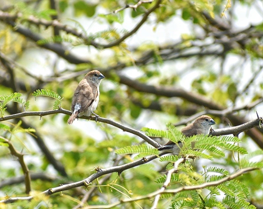 Indian Silverbill - ML639940883