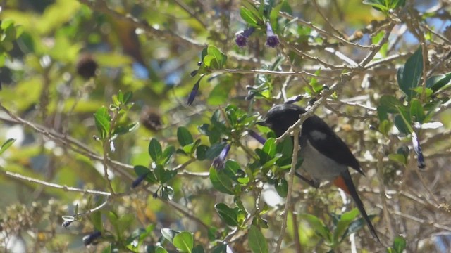 Gray-bellied Flowerpiercer - ML639940897