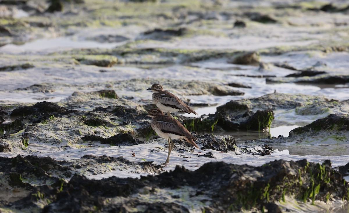 Water Thick-knee - ML639940937