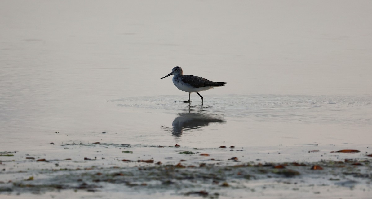 Common Greenshank - ML639940941