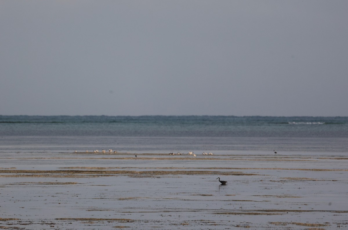 Great Crested Tern - ML639940945