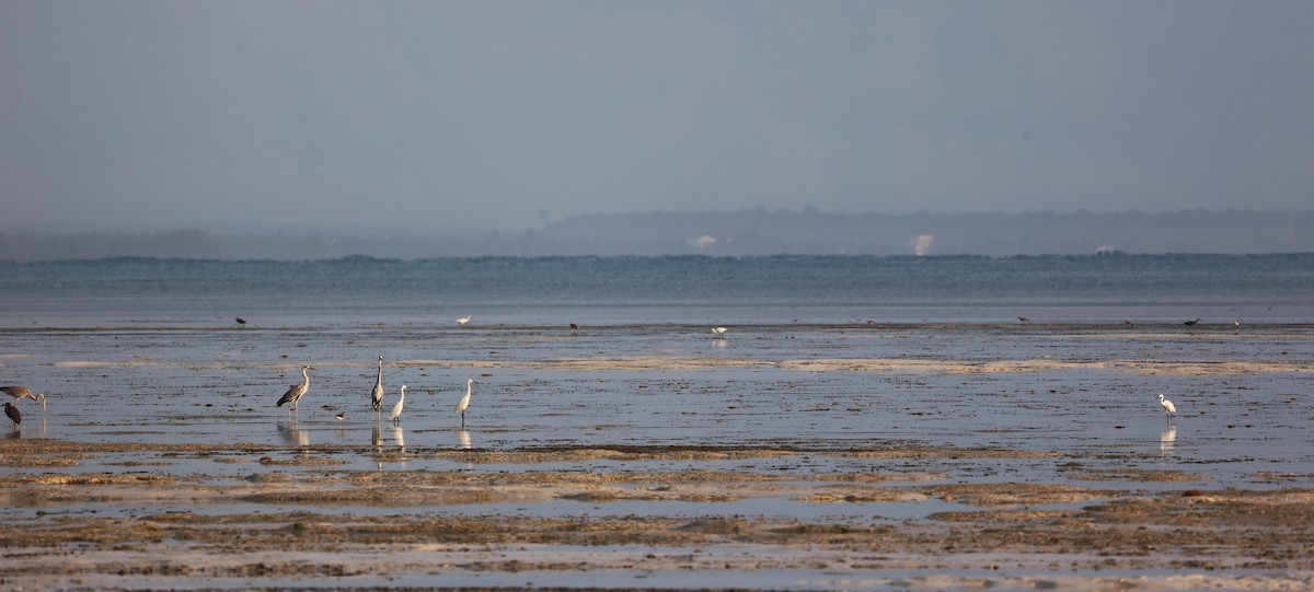 Gray Heron - ML639940946